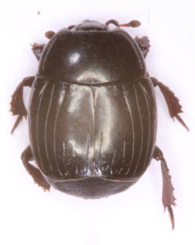 Margarinotus ignobilis